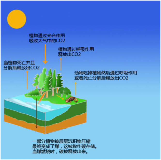煤是一種化石燃料，所以燒煤產生的CO2排放量較高.png